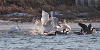 Trumpeter Swans 1017